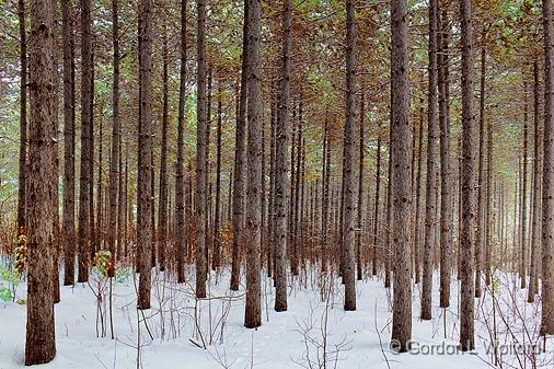 Pine Grove In Snow_11737.jpg - Photographed at Ottawa, Ontario - the capital of Canada.